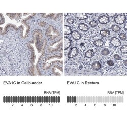 Eva-1 Homolog C Antibody, Novus Biologicals 0.1mL; Unlabeled:Antibodies,